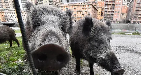 Troppi animali selvatici, doppiette in città?