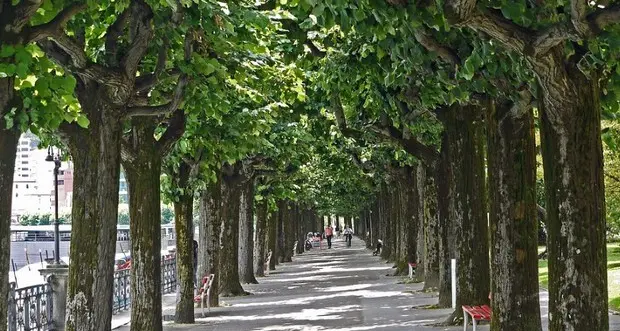 Con il 30% di alberi evitabile un terzo dei morti per caldo