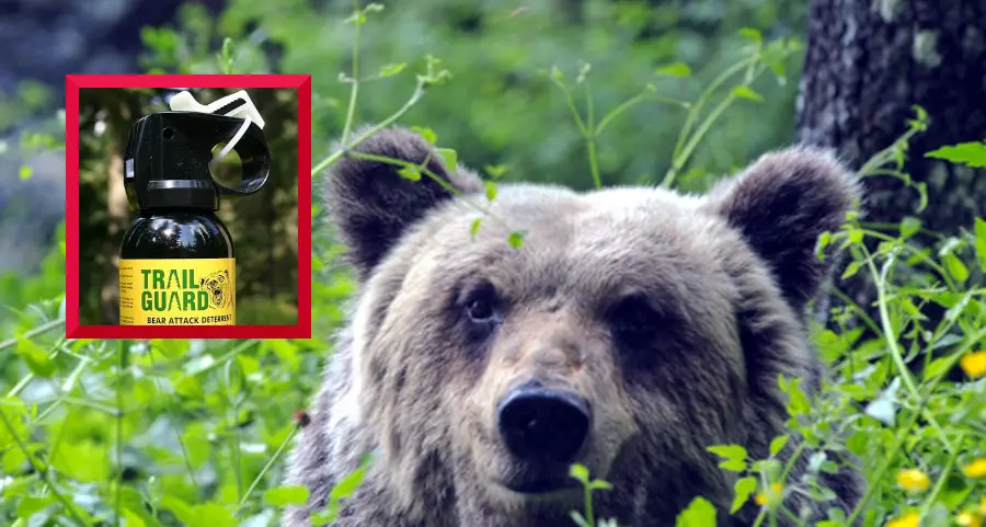 L'ok all'uso dello spray anti-orso: ecco come funziona lo strumento di difesa