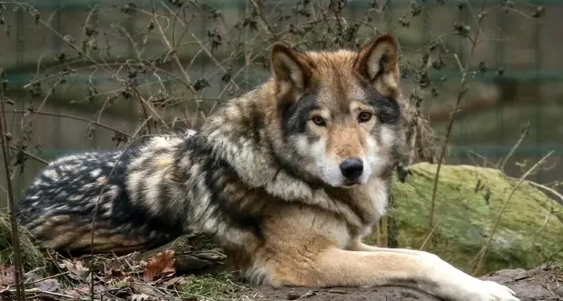 Lupi, in Trentino via libera dal Tar all'abbattimento, a Bolzano un nuovo stop