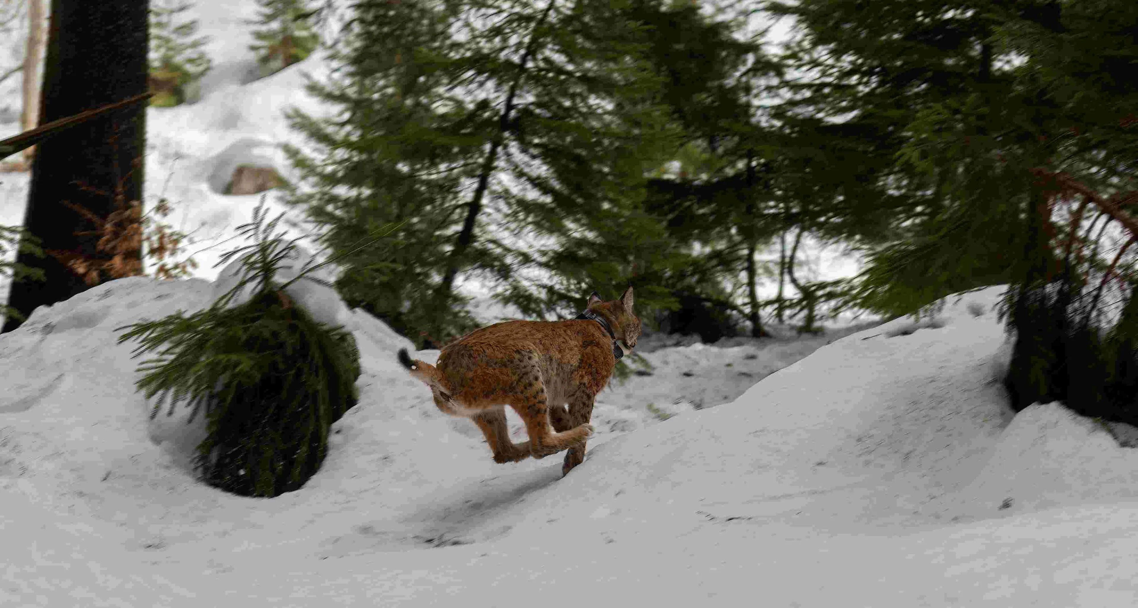 “L’uccisione della lince Sofia in Austria è un crimine contro la natura”