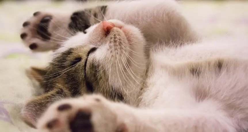 Uno studio dell’Università di Vienna rivela il meccanismo che permette ai gatti di fare le fusa