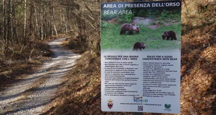 «Contro gli orsi confidenti liberalizzate l'uso dello spray urticante»