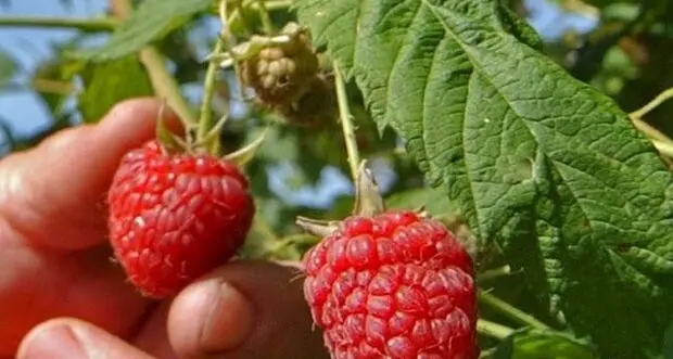 Dalla Drosophila all'eriofide del rovo: ecco cosa minaccia i piccoli frutti in Trentino