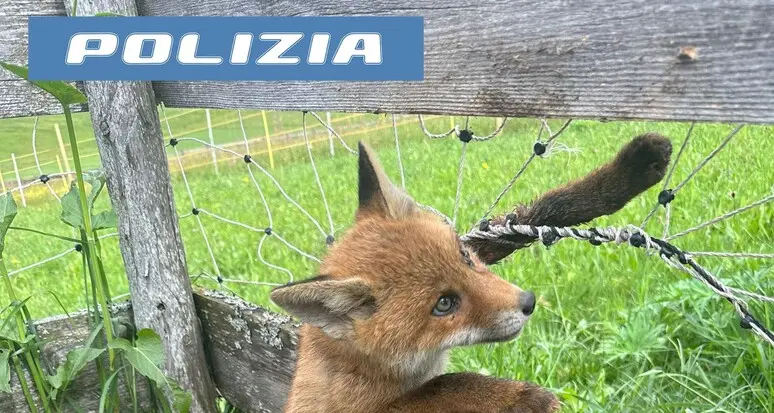La polizia salva una piccola volpe incastrata in una rete metallica