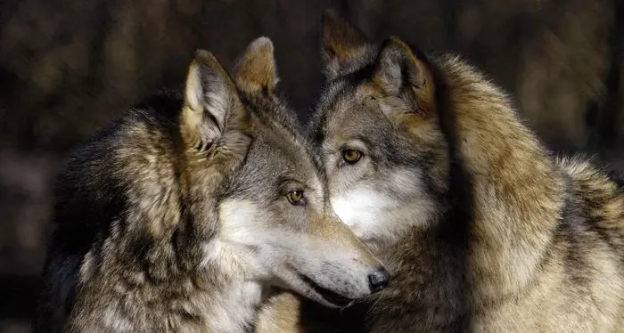 La Provincia su Malga Boldera: \"Idonea e a norma la recinzione antilupo\", la risposta agli animalisti