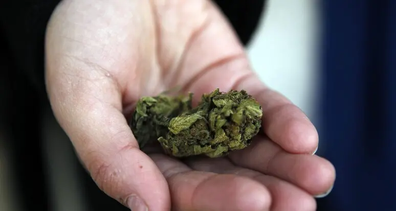 Giudicarie: il distributore erogava marijuana con principio attivo superiore al limite legale, scatta la denuncia
