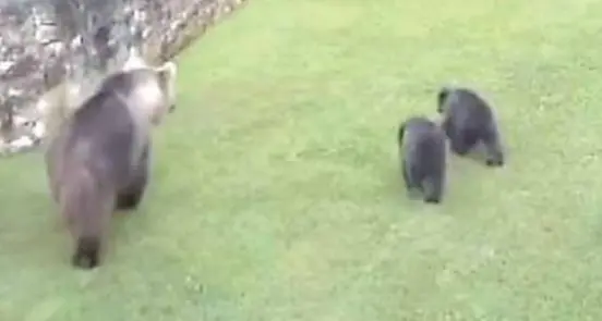 Bloccato l’abbattimento dell’orsa di Dro, esultano gli animalisti