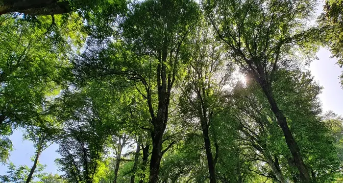 Alto Adige, via 15 ettari di bosco per realizzare bacini idrici: la rabbia ambientalista