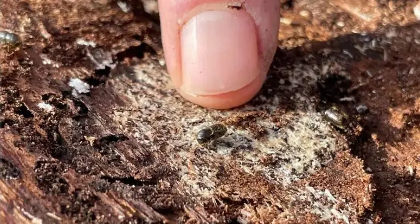 Bostrico, il picco è alle spalle: danni calati di due terzi