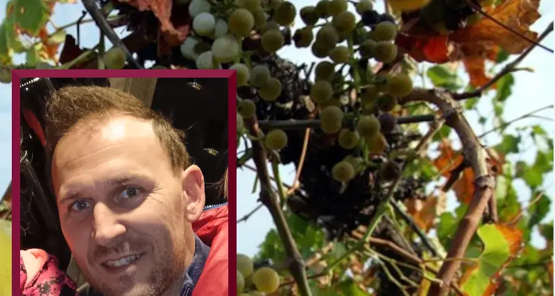 Da terreni incolti a vigneti modello sulla collina di Tenna: l'impresa dell'ingegnere Michele Sartori