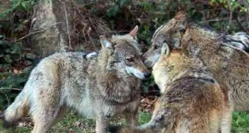 Ragazza incontra i lupi sotto casa: \"Se la sono presa con la mia Megal, ho gridato e sono scappati»