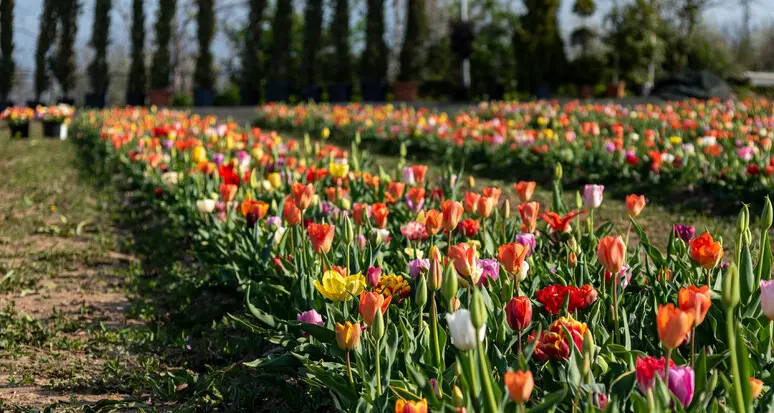 Al Parco asburgico di Levico tre giorni dedicati al tulipano: il programma