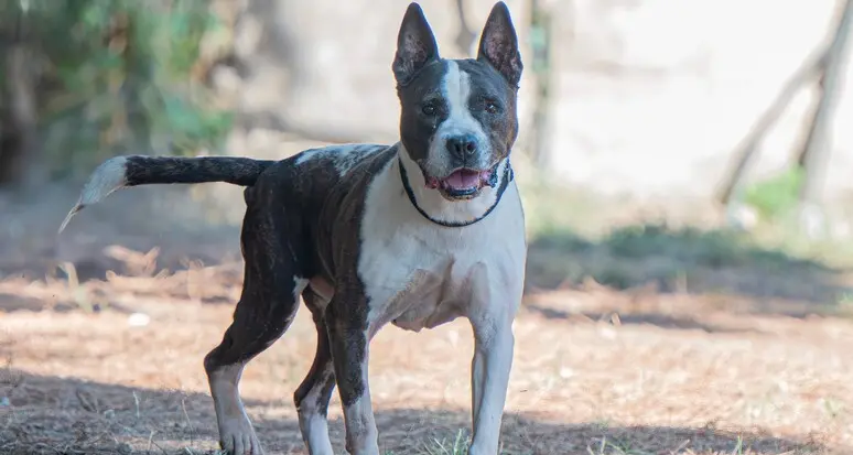 Ragazza azzannata da un cane al Tonale, il padrone si allontana: arriva la condanna