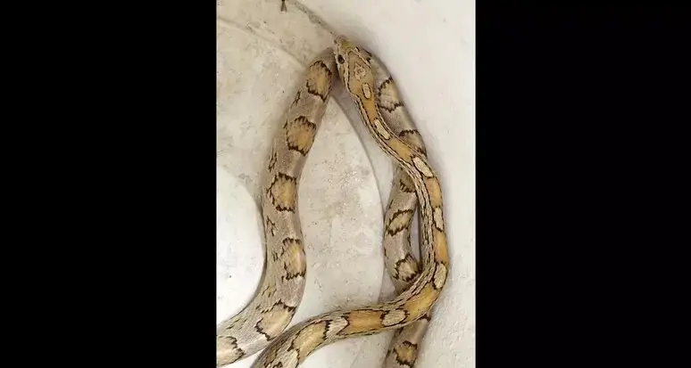 Trento, trovano serpente in un cortile: si cerca il proprietario