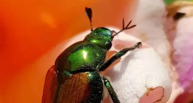 La presenza del temuto coleottero giapponese rilevata anche in regione