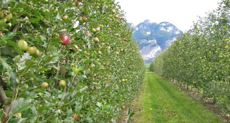 In Trentino avviata la raccolta delle mele: stagione favorevole, produzione in crescita