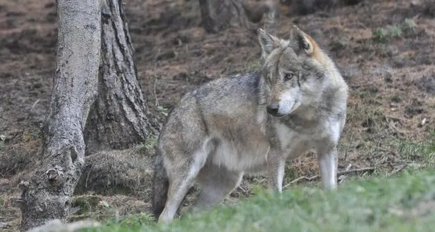 Alto Adige, abbattuto lupo maschio dopo attacchi contro animali da pascolo