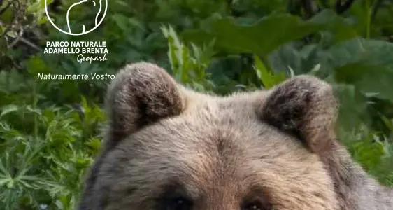 L'orsa a Tione, Enpa: «Incredibile poter addestrare nel Parco i cani da caccia»