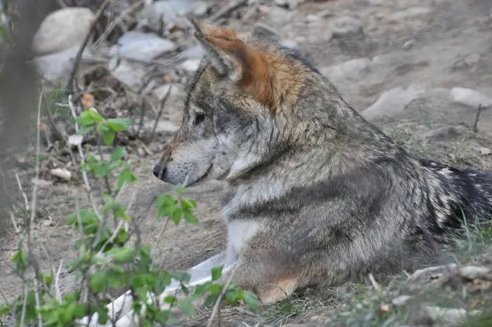 Lupo al Parc animalier di Introd (Aosta), 27 novembre 2022. Credit: Thierry Pronesti