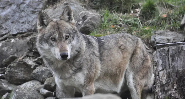 Il Wwf a Messner: la coesistenza con i lupi è possibile e importante