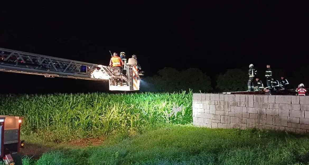 Orsa investito nella notte a Spiazzo, portata al Casteller con gravi ferite