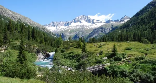 De Bertoldi: «Fare luce sul caso della cagnolina infreddolita non accolta al rifugio»