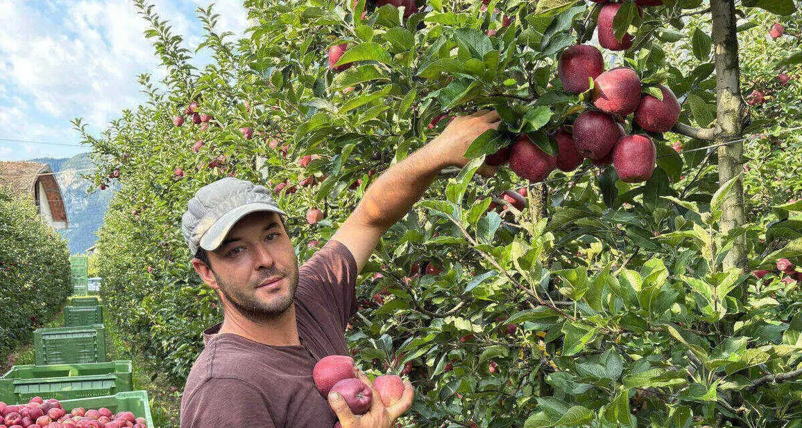 Da una carriera come cuoco fuori provincia all'azienda agricola in piana Rotaliana