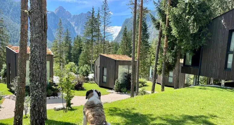L'Alto Adige annuncia una tassa di soggiorno per i cani in vacanza