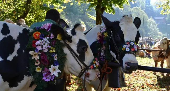 Gran festa del desmontegar: giorni intensi in Primiero