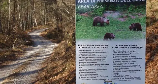 «Orsa uccisa a Caldes, pelle trovata a Fondo: rafforzare le azioni antibracconaggio»