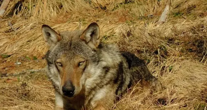 Messaggio anonimo segnala un lupo morto in val Badia