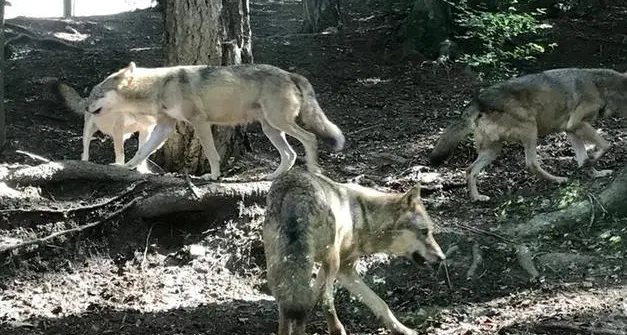 Lupi, Wwf allarmato: molti atti di bracconaggio sommerso. Provincia: chiesti due abbattimenti in Valsugana