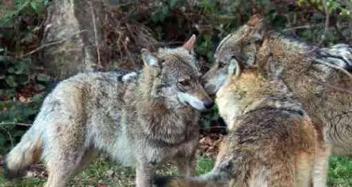 Avio, predazione da lupo. Un nuovo Piano di gestione per la specie