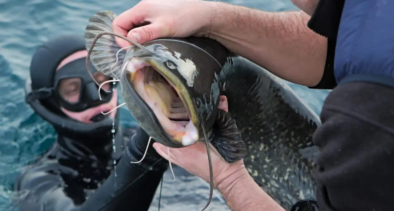 Battuta subacquea di contenimento del pesce siluro