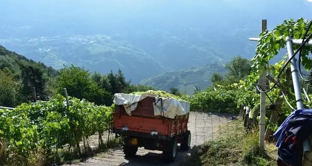 Bilancio di luci e ombre per l'agricoltura trentina, bene l'export