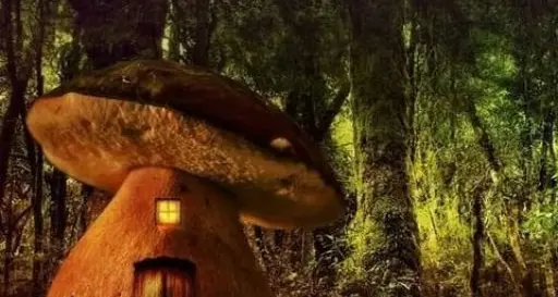 Scoprire i segreti del regno vegetale con «Erboristeria narrativa»