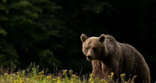 Ricerca su orsi e lupi: preoccupazioni ma anche disponibilità alla convivenza