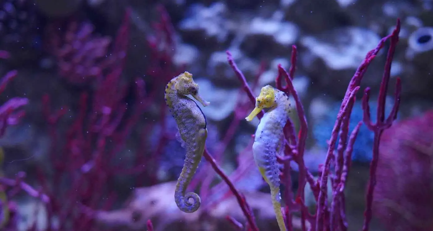 San Valentino, Gardaland invita a scoprire i corteggiamenti tra animali acquatici