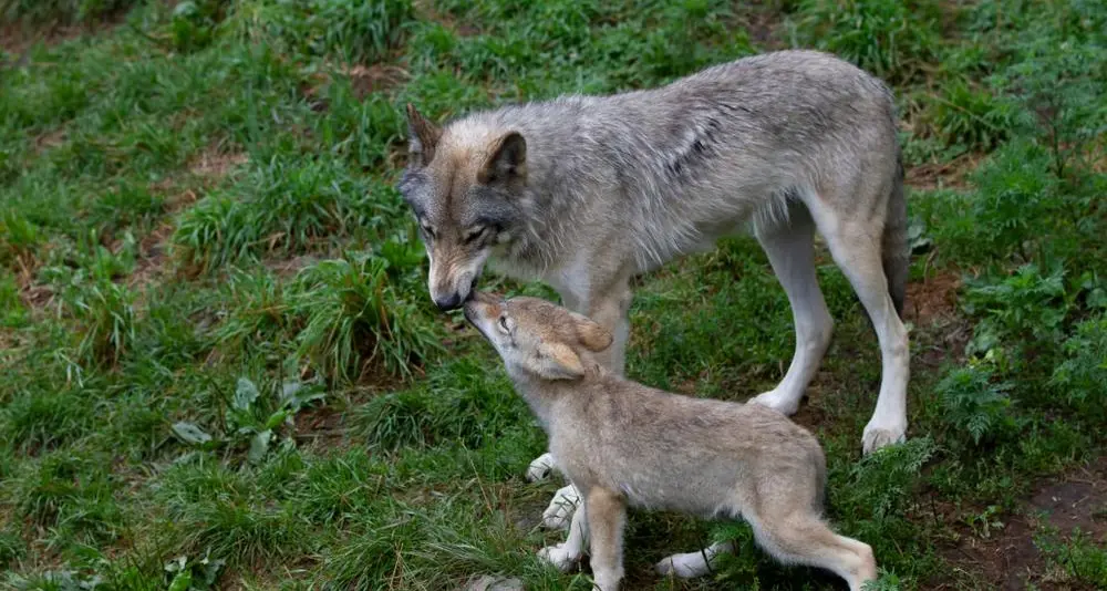 Animalisti: «Lupo fondamentale per gli equilibri naturali: la protezione non va ridotta»