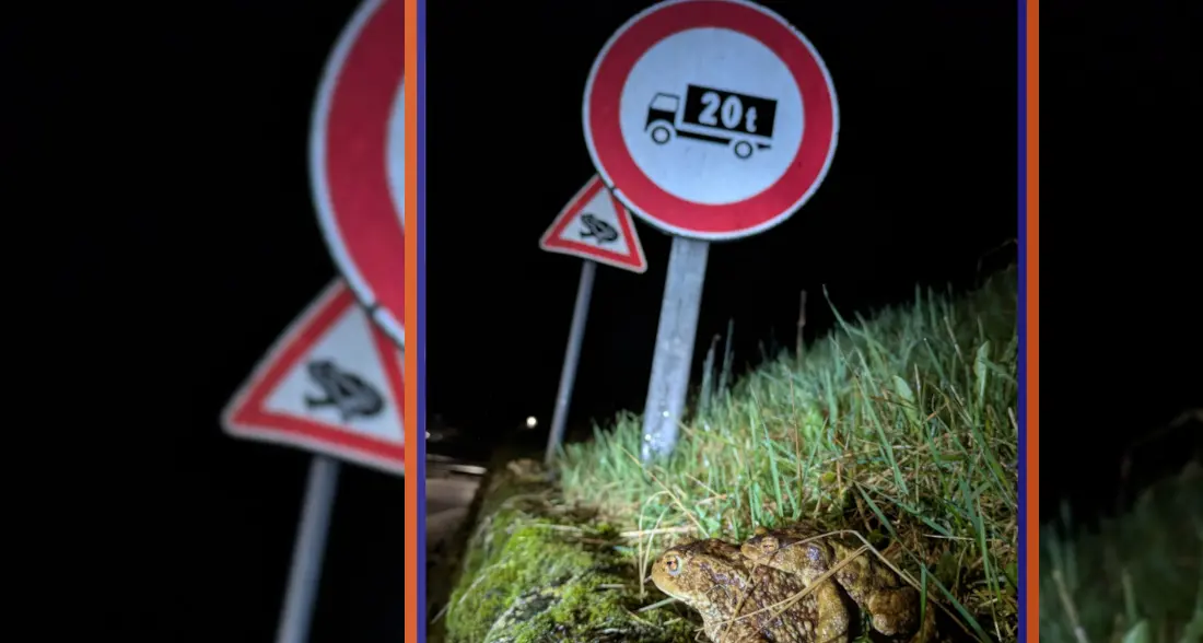Torna la stagione degli anfibi: sulle strade i volontari per salvare rane e rospi