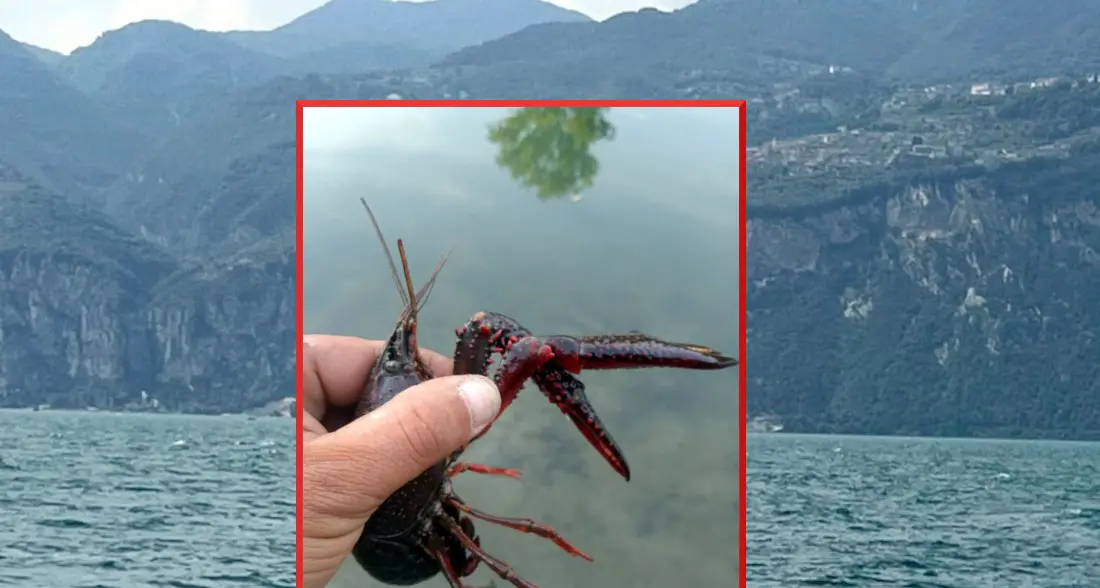 «Il vero invasore del lago? Non il pesce siluro ma il gambero della Louisiana»