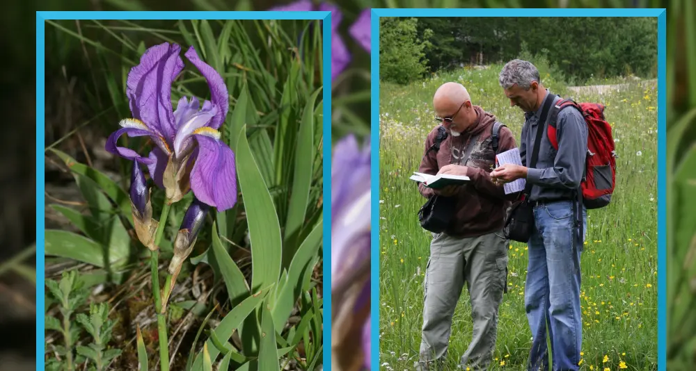 Viaggio nella flora del versante roveretano del monte Zugna