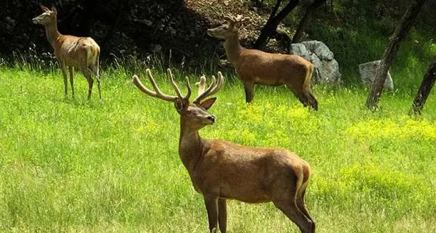 Cervo cacciabile anche nel periodo degli amori in Trentino per difendere l’agricoltura