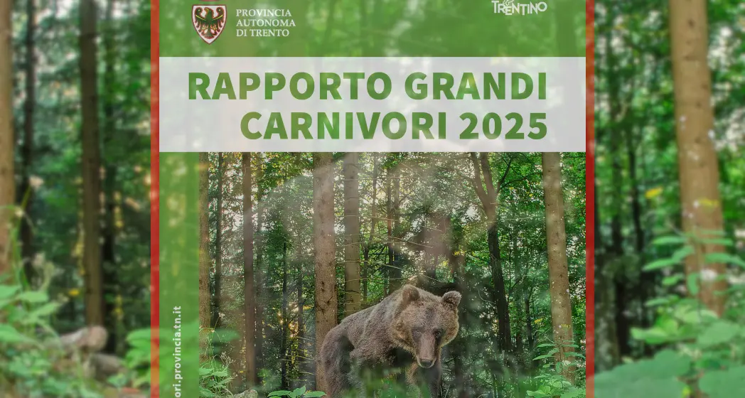 L'anno scorso censiti 118 orsi e 22 branchi di lupi in Trentino