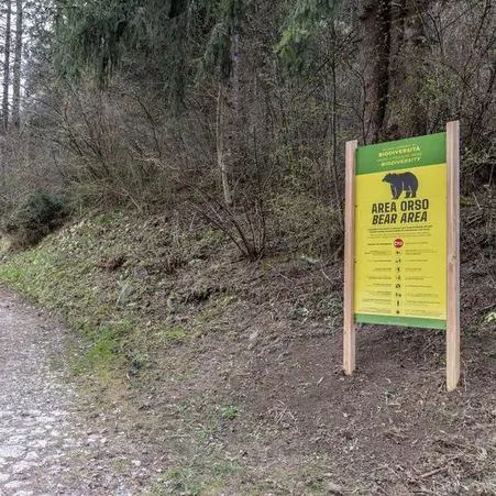 Ranzo, due escursionisti incrociano un'orsa con tre piccoli