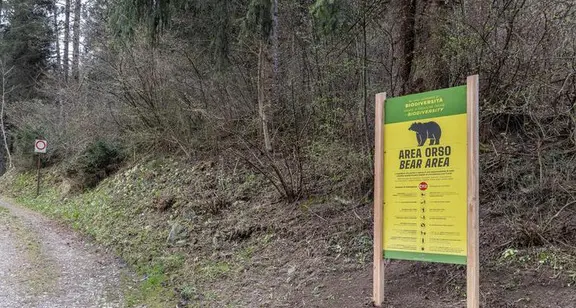 Ranzo, due escursionisti incrociano un'orsa con tre piccoli