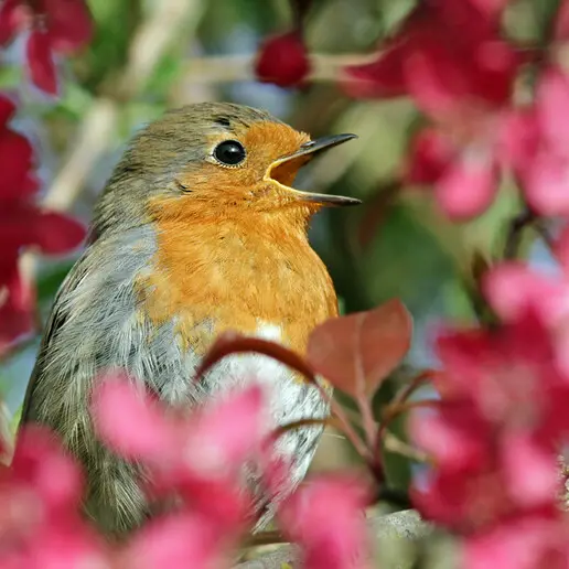 Un mondo in volo su Trento: corso di birdwatching al Muse