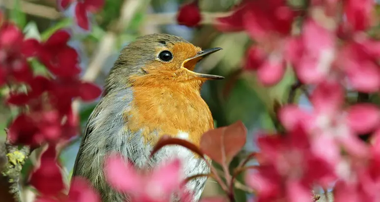 Un mondo in volo su Trento: corso di birdwatching al Muse