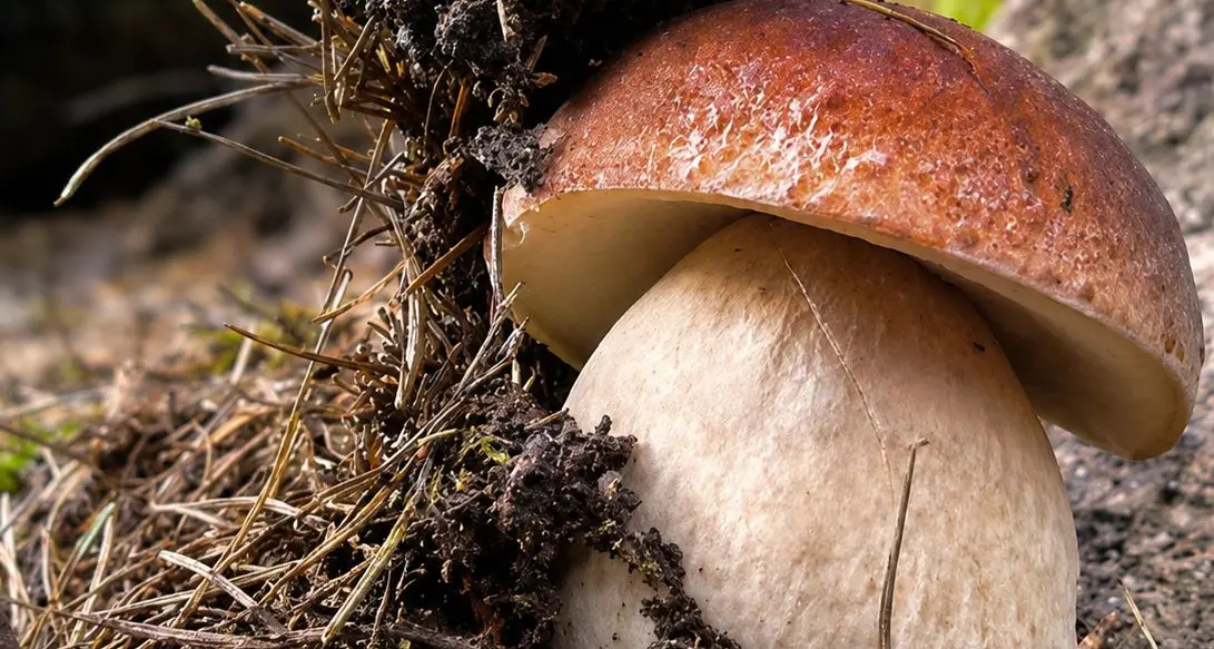 Mondo dei funghi e produzione di sidro: due corsi alla Fem